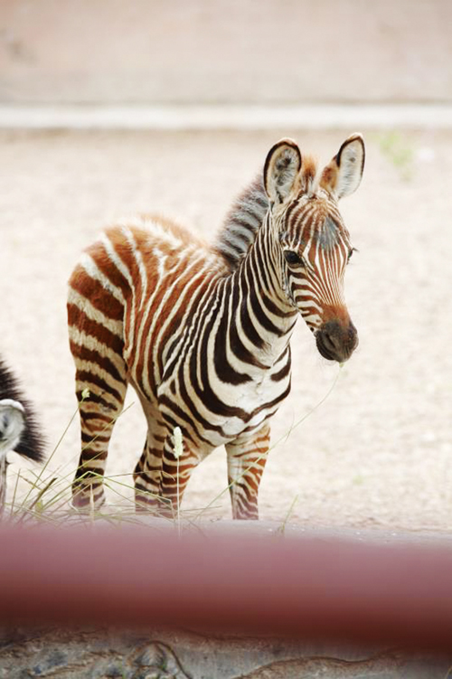 刚出生的非洲小斑马亮相龙沙动植物园